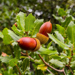 Set 2 Willow Oak Tree Live Plants, Live Oak Tree, 12 to 18 Inc Tall, Dormant in Winter, Shade Tree for Outdoor Garden