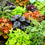 2 Heuchera Live Plants, Coral Bells Heuchera Perennials for Outdoor Garden, Shade Border, Containers, 4-6” Tall Well-Rooted (Mix Heuchera)