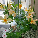 2 Apricot Mandevilla Bush Plants, 5 to 7 Inc in Height, Mandevilla Live Plant, Mandevilla Plants Live