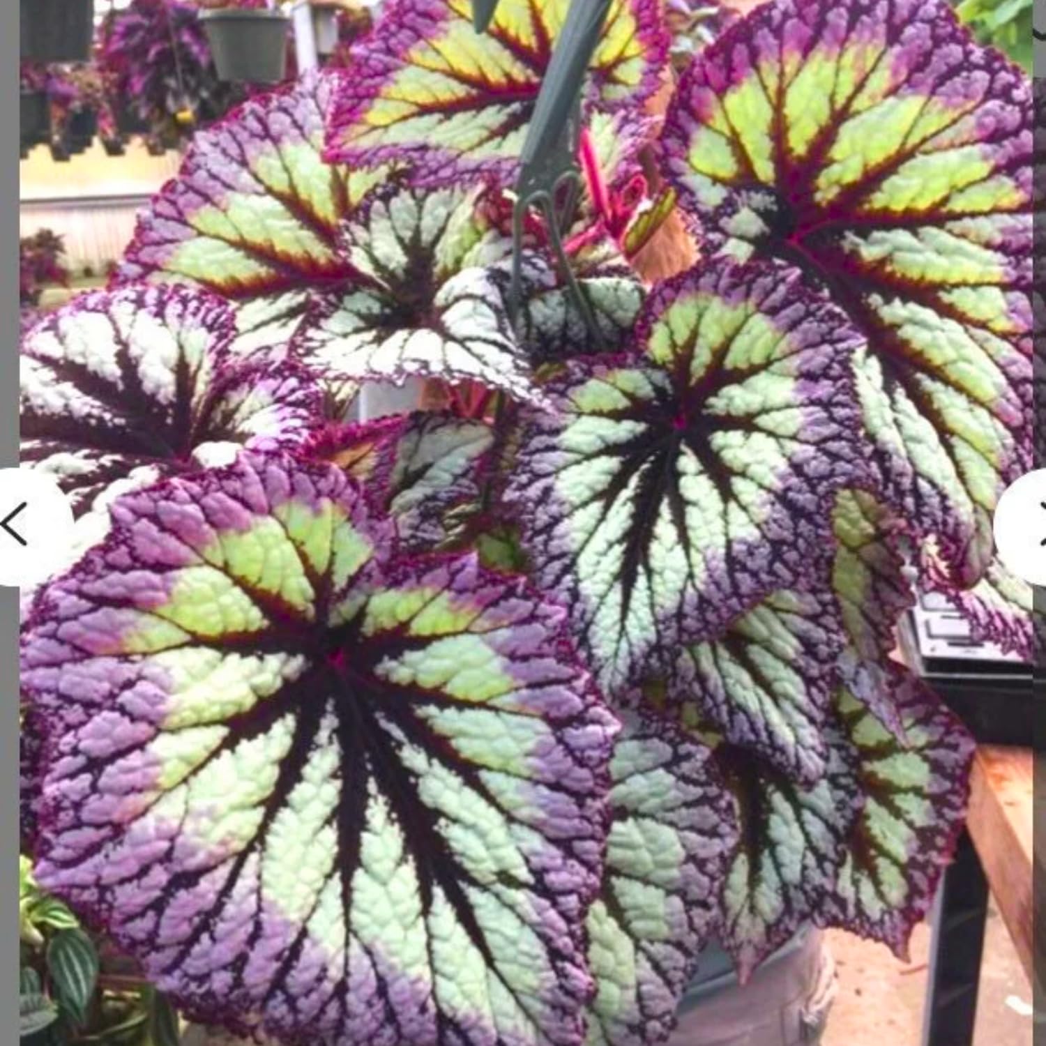 Begonia Plants Live, Rare Begonias Indoor Growing, Hanging Basket, Starter 5 to 9 Inc Tall (Fire)