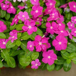 Set 4 of Mix Vinca Plants Live for Planting Outdoors, Ground Cover Plant, Vinca Flower Plant Gardening from 4 to 5 Inc Tall