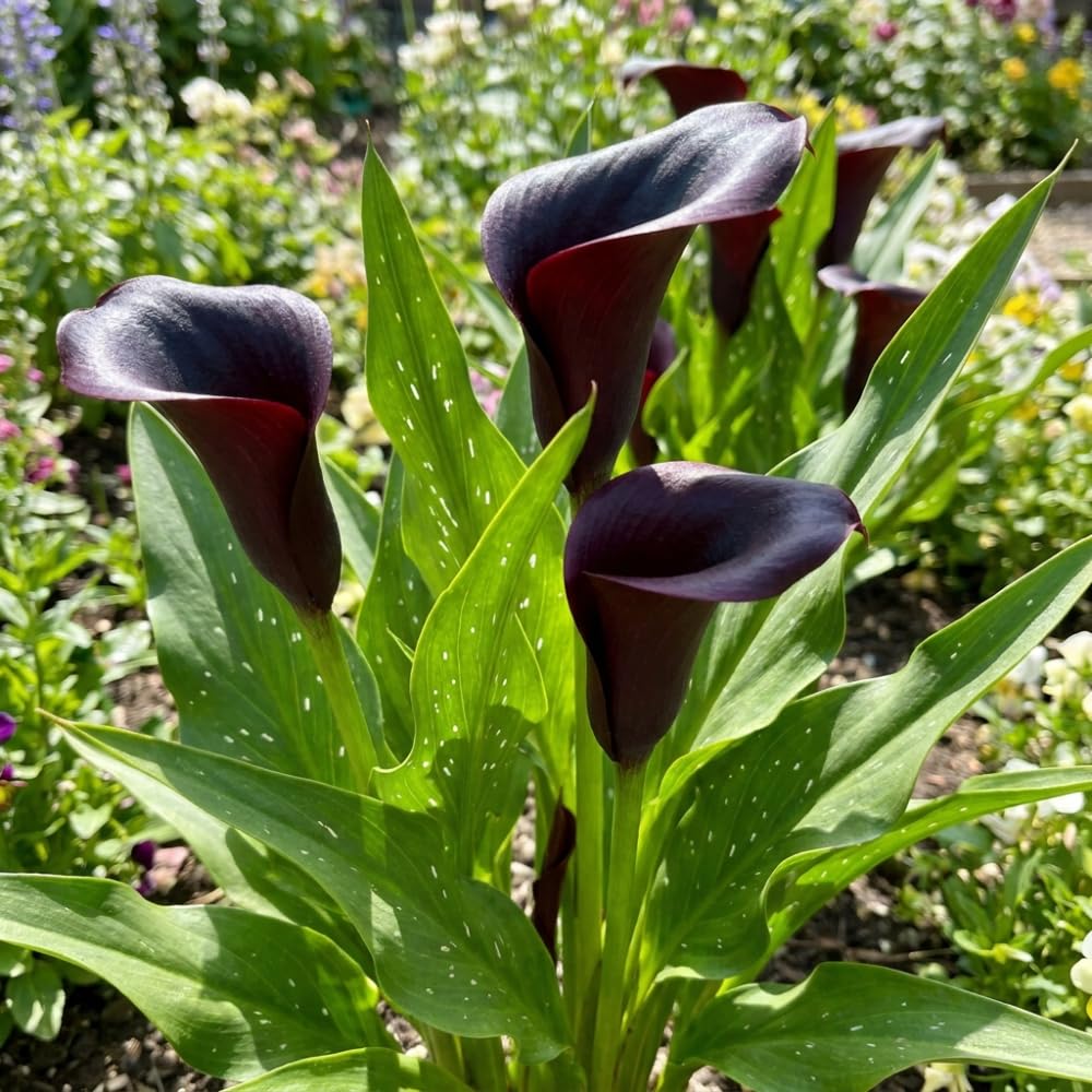 Calla Lily Bulbs for Planting, Calla Lily Bulbs, Vibrant Summer Blooming Flowers for Garden and Patio Planting (Black Calla Lily Bulbs (Set 3))