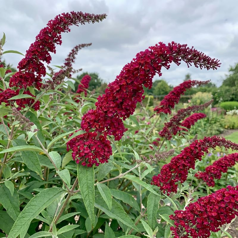 2 Red Butterfly Bush Plants Live, Vibrant Buddleia Plants 4-7 Inches, Colorful Flowering Shrub for Outdoor Garden
