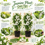 2 Grandiflora Jasmine Live Plants, Fragrant Flowering Shrubs, 4-6" Tall