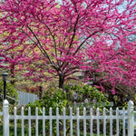Eastern Redbud Tree Live Plant, Red Bud Trees Live Plants, Quart Pot