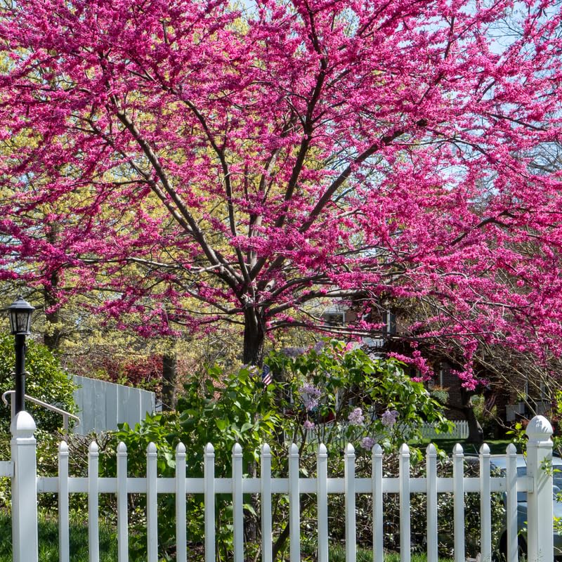 Eastern Redbud Tree Live Plant, Red Bud Trees Live Plants, Quart Pot