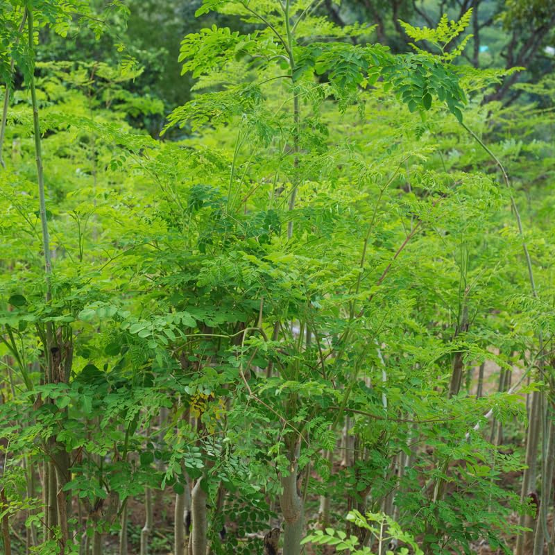 2 Dwaft Moringa Trees Plants Live, Moringa Plants Live for Growing Indoor Outdoor, 6 to 8 Inc Tall