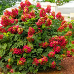 Hydrangea Bush Tree Plants Live, 5-9" Tall, No Pot, Dormant in Winter, Change Color Perennial Planting Indoor Outdoor, Long Lasting Blooms Flower (Ruby Slipper)