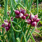 3 Egyptian Walking Onion Live Plants for Outdoor Planting, Set 3 Plants of Second Year, Winter Hardy Rare Fresh Heirloom Allium Winter, Top Size Onions Vegetable