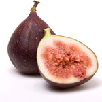 Ficus "Celeste" Fig Tree live plant cold hardy