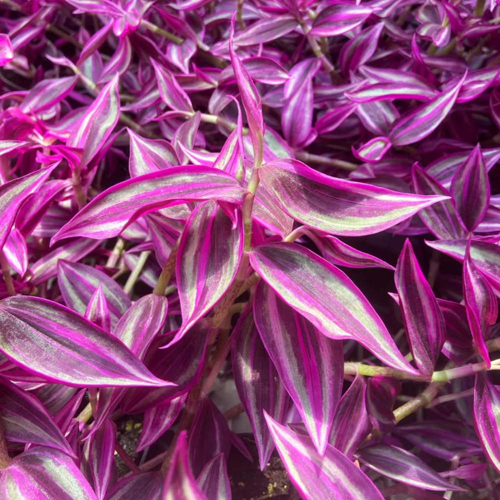 Pink Wandering Jew Plants, Tradescantia Plant in 3 Inch Pot, Live Trailing Houseplant - Easy Care Indoor Wandering Jew Plant