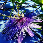 Pack 2 Passion Flower Plants Live, Passiflora Vine Well-Rooted, 5-7 Inch Tall Climbing Vine for Garden Trellises and Fences, No Pot (Deep Purple Passion Flower)