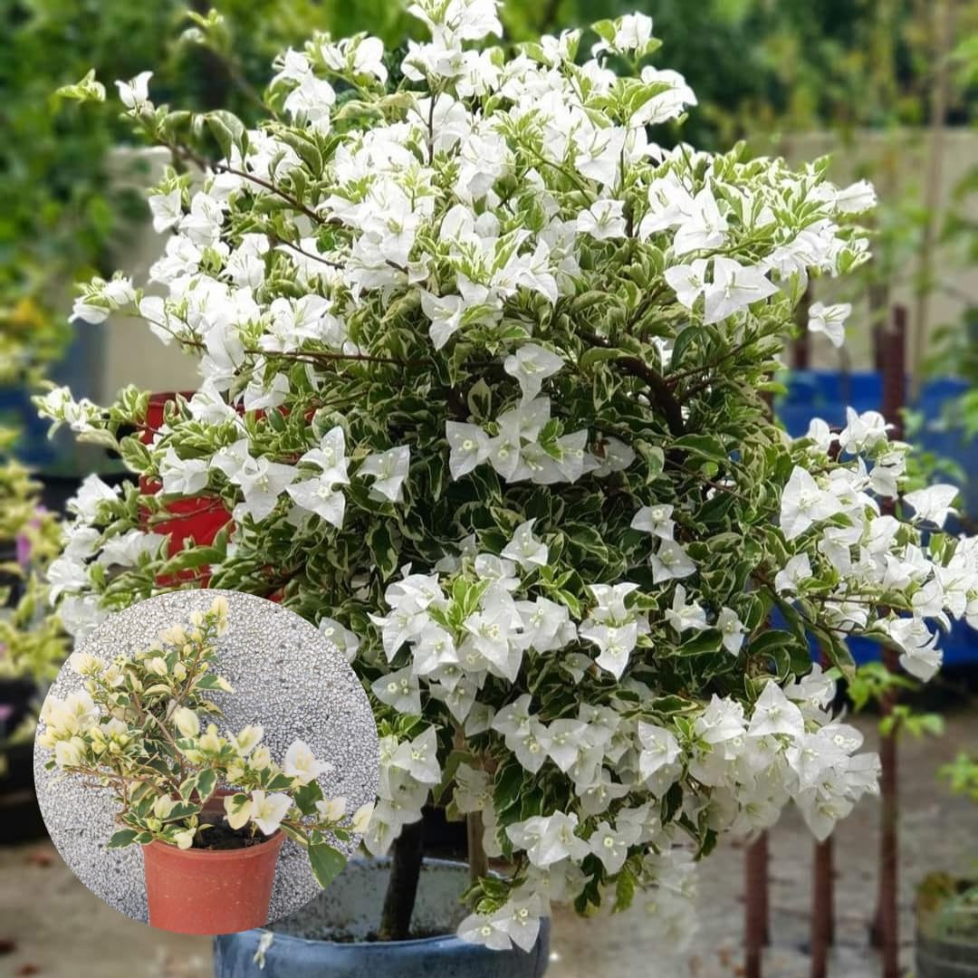 Combo 2 Bougainvillea Plants Live Trees, Outdoor Bougainvillea Plant for Trailing Flowering Vines or Bush Tree, 5-10” Tall, Well-Rooted Bougainvillea White