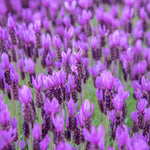 2 Lavender Plants Live Indoor, Lavandula Trees Live Plants for Planting, Fragrant Flowers Perennial, 4-6" Height Plugs (Spanish Lavender Plants)