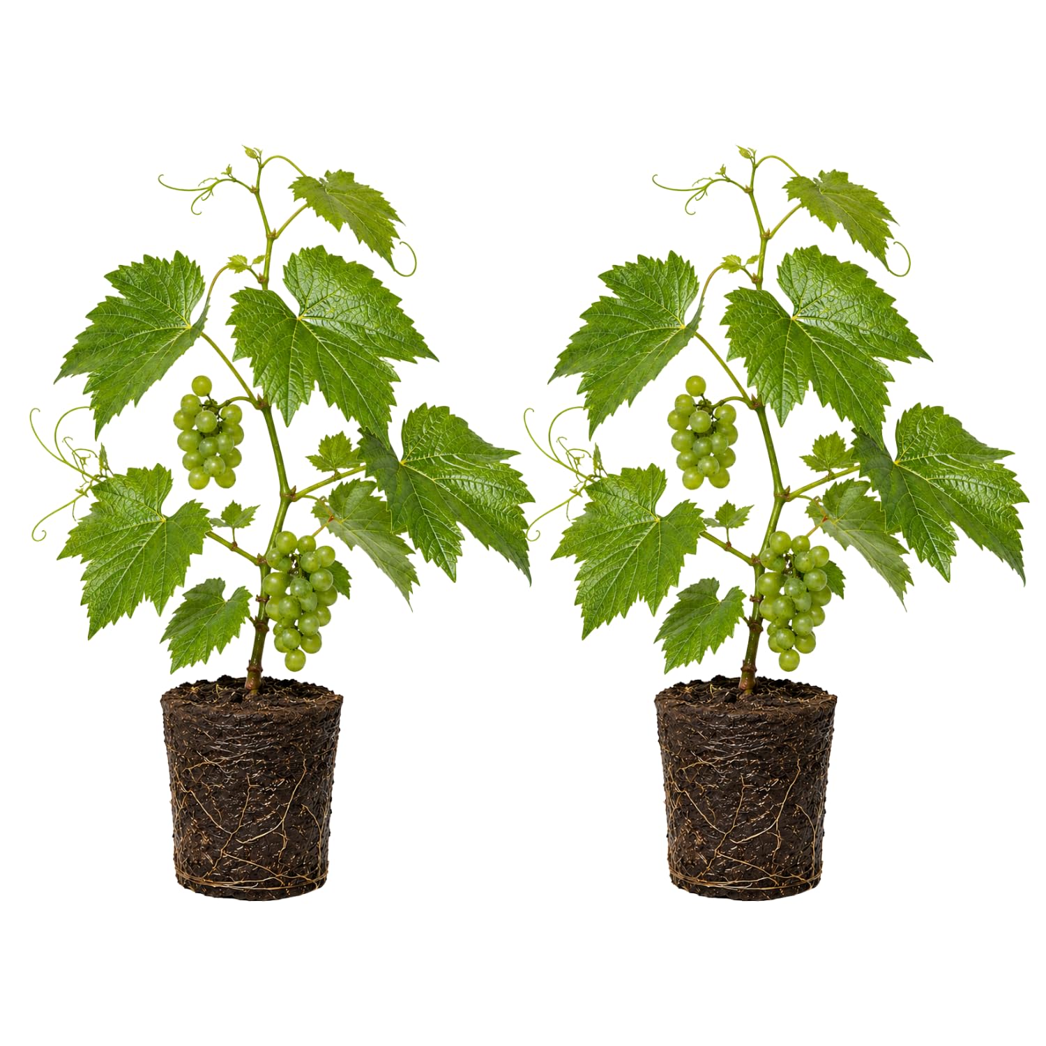Grape Plant Live 4-7 Inches Tall, Fruit Vine Starter Plant for Garden, Patio Container, Backyard Trellis, Outdoor Growing (Green Grape)