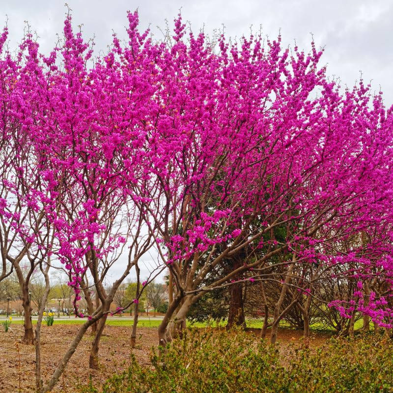 Red Bud Trees Live Plants, Eastern Redbud Tree Live Plant, 6 to 12 Inches Tall