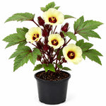 Sabdariffa Roselle Hibiscus Live Plant in 4 Inch Pot, Jamaican Red Roselle Starter, Hardy Live Flowering Plant for Outdoor Garden