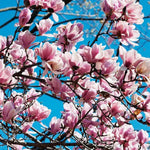 Magnolia Tree, Magnolia Flowering Shrub Bush in 2.5'' Pot, Well Rooted Magnolia to Grow in Container, Garden (Saucer Magnolia)