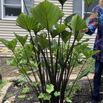 Colocasia Live Plant, 4-8'' Tall, Elephant Ear Plant, Esculenta Taro Alocasia Housplant, Indoor Outdoor Planting (Black Stem)