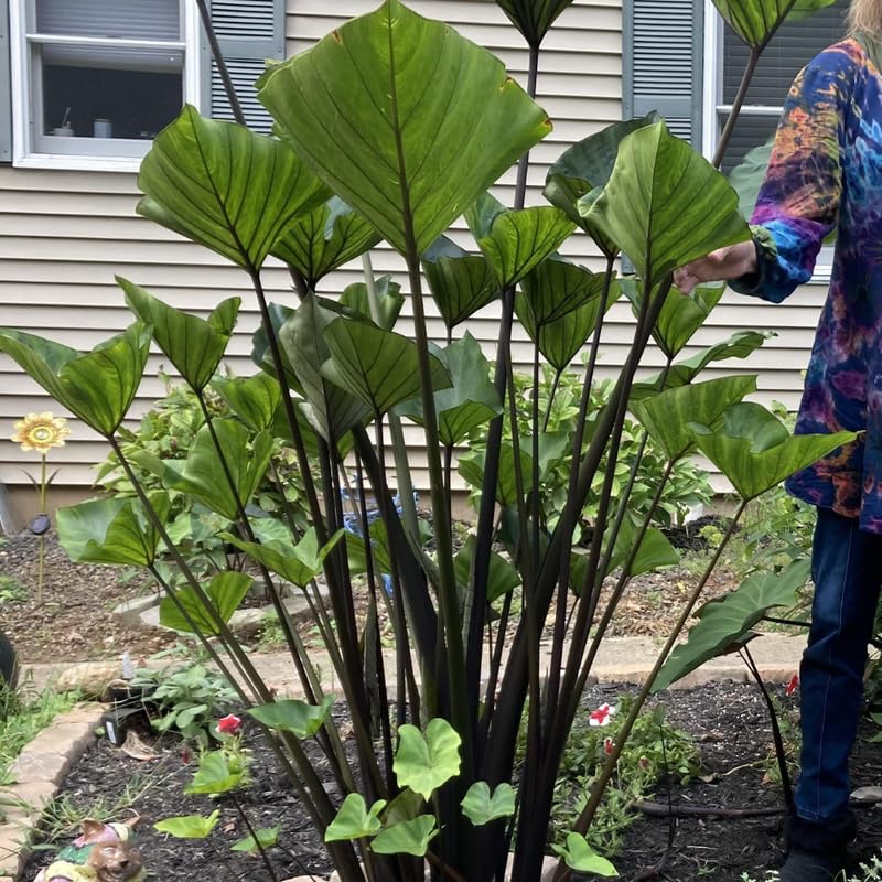 Colocasia Live Plant, 4-8'' Tall, Elephant Ear Plant, Esculenta Taro Alocasia Housplant, Indoor Outdoor Planting (Black Stem)