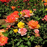 Rose Plant Live, Rose Bush Live Plant, Fragrant Flowers Ready to Plant, 5-9 Inch Height, Well-Rooted, No Pot (Rare Rose)