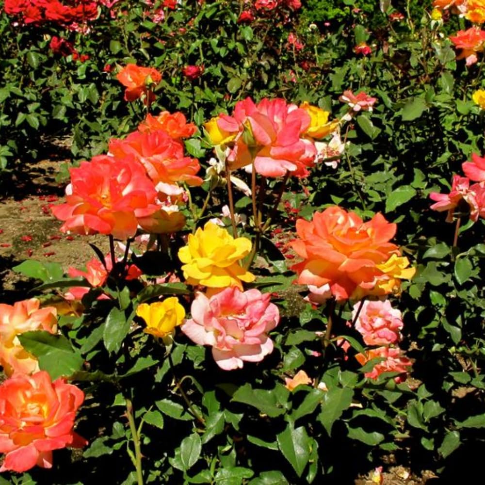 Rose Plant Live, Rose Bush Live Plant, Fragrant Flowers Ready to Plant, 5-9 Inch Height, Well-Rooted, No Pot (Rare Rose)