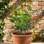 Sweet Bay Leaf Live Plants Trees, Laurus Nobilis Bay Leaf Tree, Bayleaf Plant, Size 5 to 12 Inches Tall, No Pot