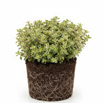 3 Lemon Thyme Live Plant, Well Rooted Starter Plant, 4-6'' Tall, Fragrant Herb for Garden, Patio