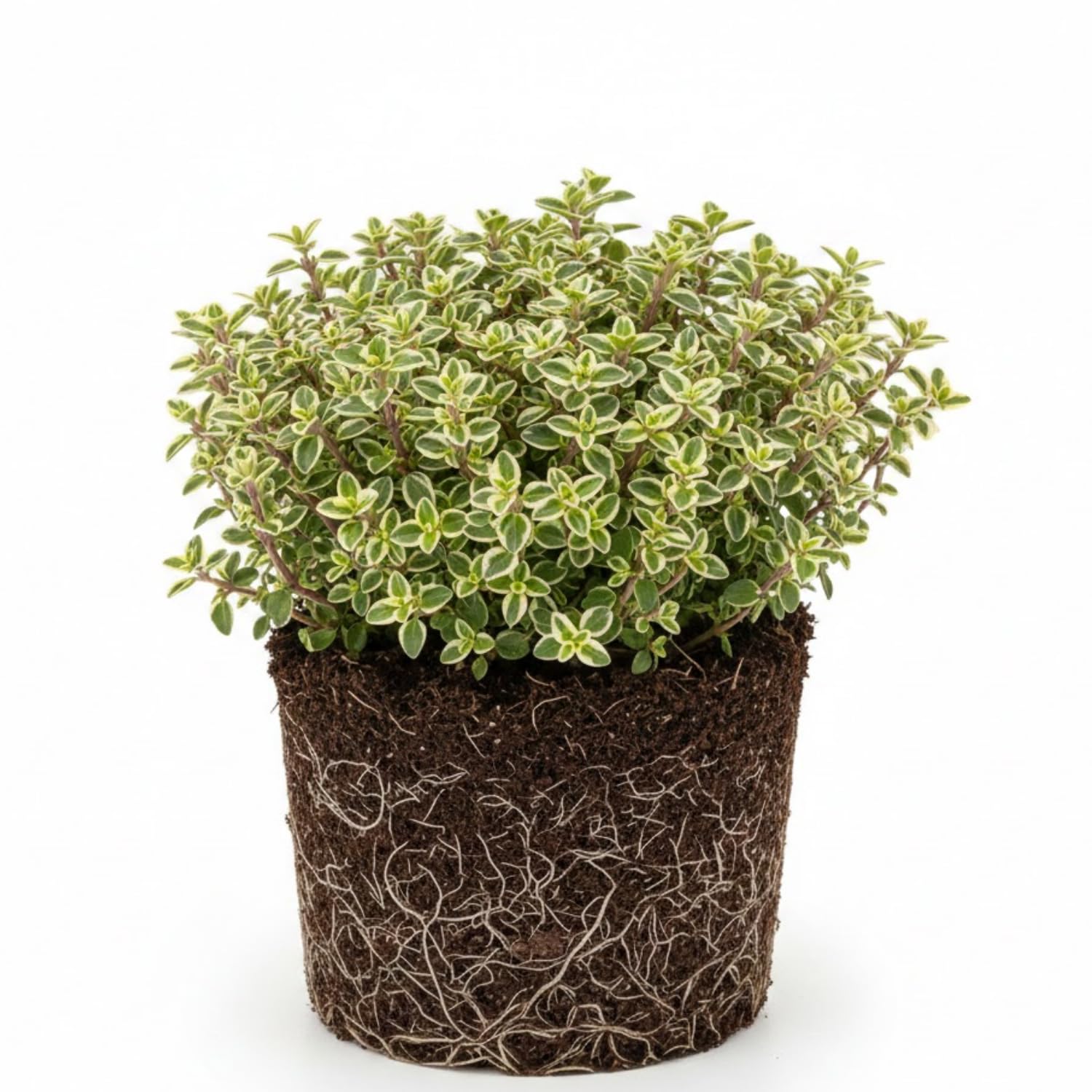 3 Lemon Thyme Live Plant, Well Rooted Starter Plant, 4-6'' Tall, Fragrant Herb for Garden, Patio