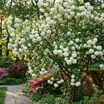 Snowball Viburnum Plant Live 10-12 Inch Tall, White Snowball Bush Live in Pot, Fragrant Flower for Outdoor Gardening