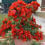 Sets 3 Climbing Bougainvillea Plants Live for Full Sun Trellis Tree, Shrub or Vine Bougainvillea Vibrant Bloom, Very Hardy, 5-9" Tall, Vivid Red