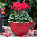 Red Cyclamen Plant Live, Flowering Houseplant, 4" Pot