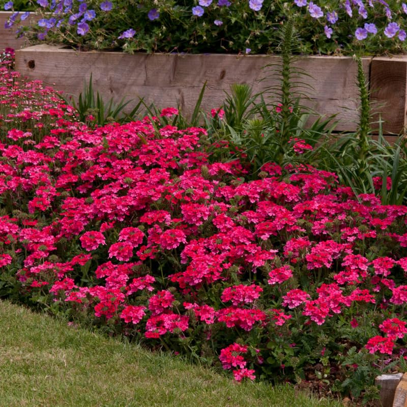 2 Pink Verbena Plants Live, Perennial Ground Cover or Trailing Bushes Shrubs, 5-9 Inches Tall, Verbena Flower for Planting