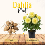 Yellow Dahlia Bulbs Plant, 2-3" Tall, Dahlia Flower Bulbs for Outdoor Garden, Flowering Tuber Cluster for Planting, Not Live Plant
