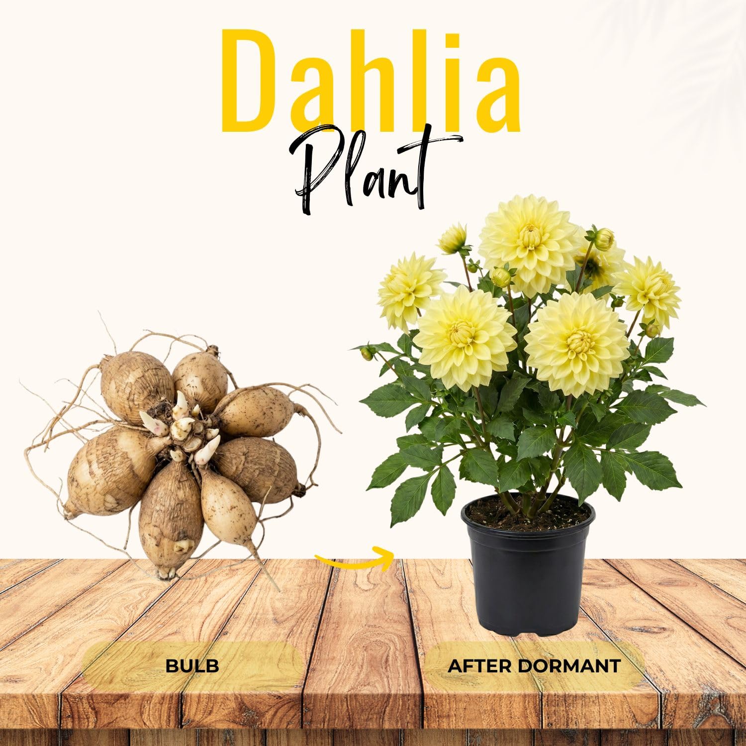 Yellow Dahlia Bulbs Plant, 2-3" Tall, Dahlia Flower Bulbs for Outdoor Garden, Flowering Tuber Cluster for Planting, Not Live Plant