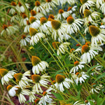 2 White Echinacea Coneflower Plants Roots, 4 to 5 Inc Tall, Echinacea Plants Live, Coneflower Plant for Gardening Outdoor, Indoor Growing