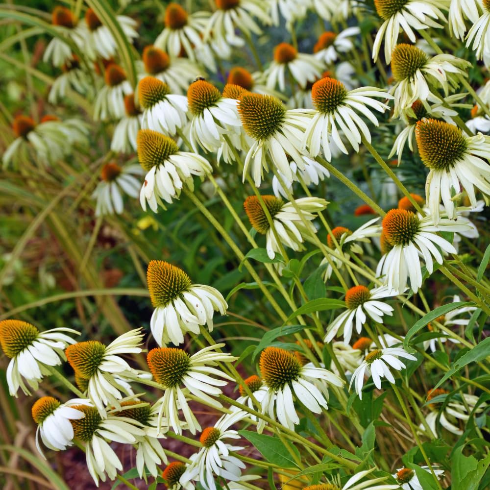 Echinacea Plant Live, White Coneflower Plant Live Indoor, 4 Inc Potted, Echinacea Flower Plants Gardening Planting