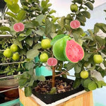 Big Sweet Guava Tree Live Plant, 1.5-2 Feet Tall Well Rooted, Ready to Bear Fruit Within 1-2 Years