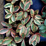 Live Peperomia Rainbow Plant, 4-7 Inches Tall, Red Edge Peperomia Rainbow Plant Live Indoor, Variegated Houseplant to Grow