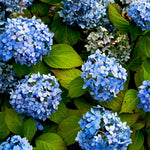 Blue Hydrangea Bushes Live Plant in 2.5'' Pot, Well Rooted Vibrant Hydrangea Tree Shrub 4-7 Inches for Planting