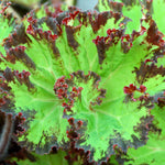 Exotic River Green Begonia Plants Live, Rare Begonias Indoor Growing, Hanging Basket, Starter 5 to 9 Inc Tall
