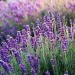 2 Lavender Plants Live Indoors, 4-8" Tall, Lavandula Perennial Flower Plants for Planting Outdoors Home Garden (Purple Lavender)