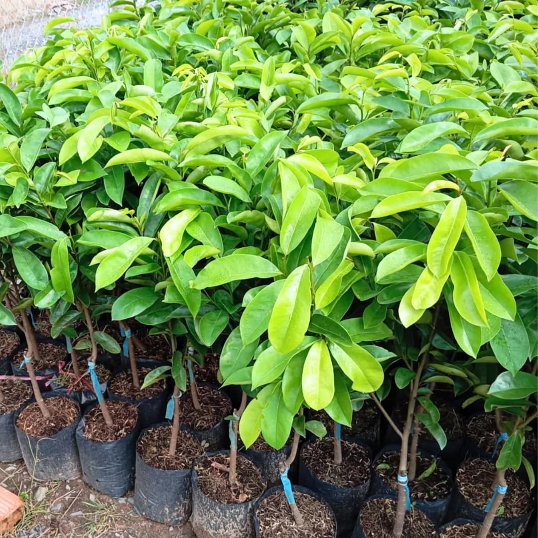 Annona Muricata Soursop Plant Live for Planting, Sweet Soursop Tree Live Plant 5 to 9 Inches Tall, Soursop Guanabana Seedling Ready to Grow, No Pot