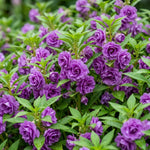 Impatiens Plant Live, Purple Double Impatiens Plant, 4-8 Inches Tall, Vibrant Perennial Flowers for Containers, Hanging Baskets and Garden Borders
