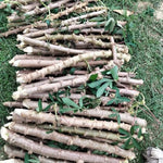 Pack 5 Cassava Yuca Cuttings, Sweet Manihot Stems for Growing Roots Harvest, 5-8" Height