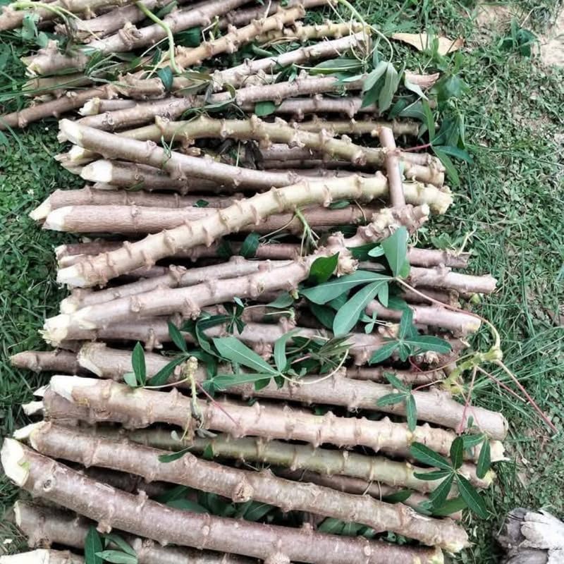 Pack 5 Cassava Yuca Cuttings, Sweet Manihot Stems for Growing Roots Harvest, 5-8" Height