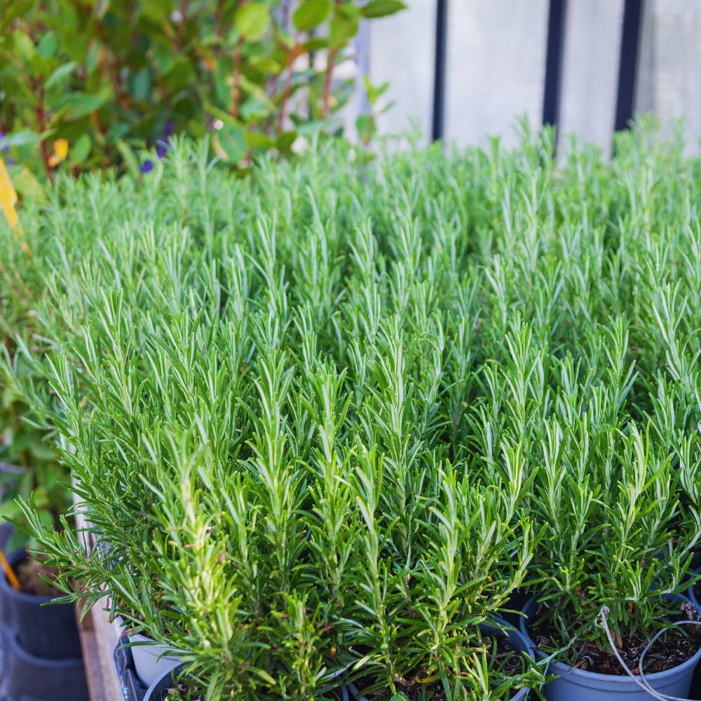 2 Rosemary Plants Live, 3 to 6 Inc Tall, Live Rosemary Plants Indoor, Outdoor, Rosemary Live Plant