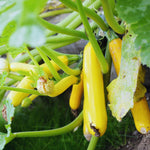 2 Live Zucchini Plants, Summer Squash Plants Live, Vegetable Plant Seedlings for Home Garden, Backyard Garden, Outdoor Planting, 4–6 Inches in Height (Yellow)