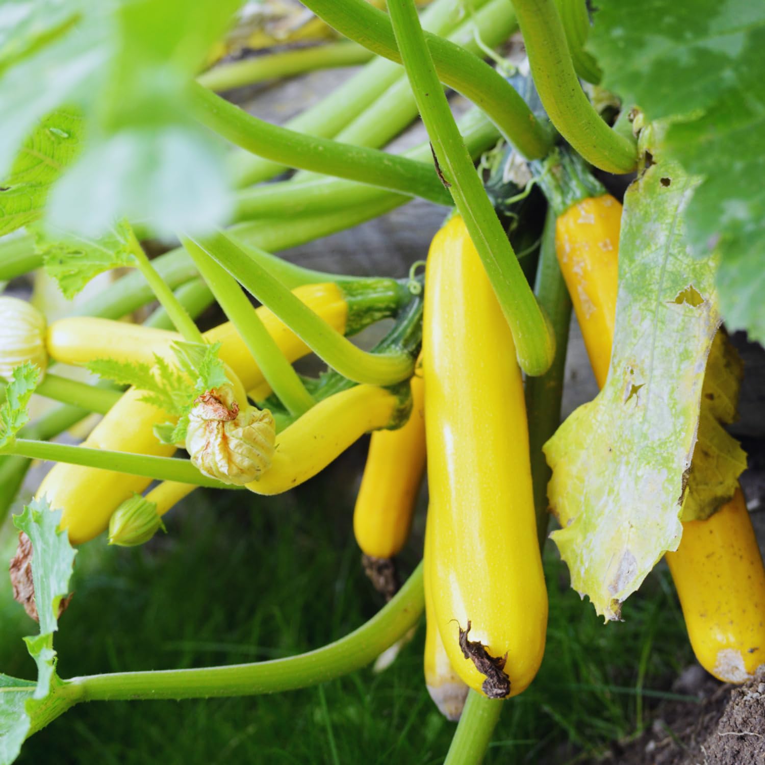 2 Live Zucchini Plants, Summer Squash Plants Live, Vegetable Plant Seedlings for Home Garden, Backyard Garden, Outdoor Planting, 4–6 Inches in Height (Yellow)