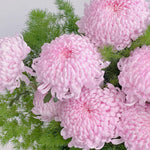 2 Mums Plants Live, Double Pink Chrysanthemum Plants Live, No Potted, Chrysanthemum Flower Live Plant Garden, 5 to 8 Inc, Mum Live Plant